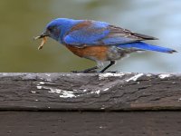 Bluebird.jpg