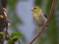 Goldfinch.jpg