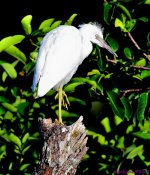 DSC_7275_001.JPG