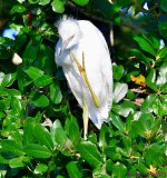 DSC_7279_001.JPG