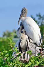 DSC_7303_001.JPG
