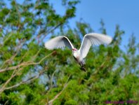 DSC_7322_001.JPG