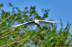 DSC_7323_001.JPG