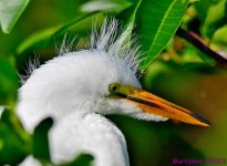 DSC_7338_001.JPG