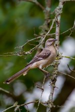 _DAB8864-DeNoiseAI-low-light.jpg