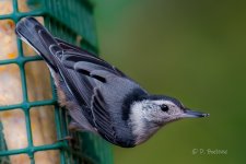 _DAB8937-DeNoiseAI-low-light.jpg