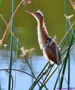 DSC_7401_001.JPG
