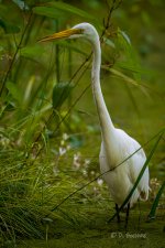 _DAB8989-DeNoiseAI-low-light-2.jpg