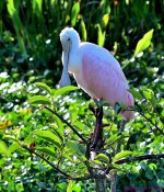 DSC_7455_001.JPG