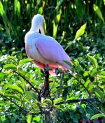 DSC_7456_001.JPG