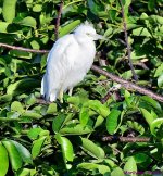 DSC_7461_001.JPG