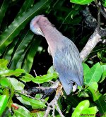 DSC_7475_001.JPG