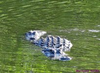 DSC_7500_001.JPG