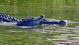 DSC_7502_001.JPG