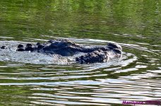DSC_7508_001.JPG