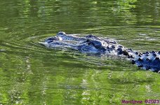 DSC_7511_001.JPG