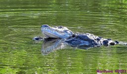 DSC_7513_001.JPG
