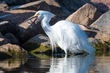SnowyEgretFish-626.jpg
