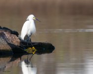 SnowyEgretDaydreaming-626.jpg