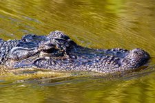 gator.jpg