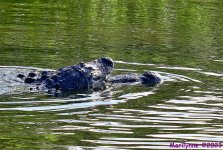 DSC_7505_001.JPG