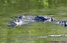 DSC_7523_001.JPG