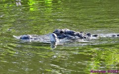 DSC_7525_001.JPG
