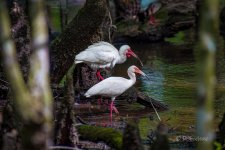 _DAB9099-DeNoiseAI-low-light-2.jpg