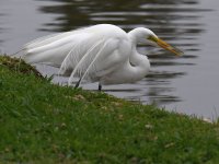 Egret.jpg
