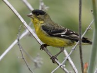 Goldfinch.jpg