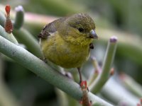 Goldfinch3.jpg
