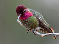 Hummer5.jpg