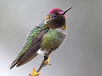 Hummer10.jpg