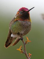 Hummer16.jpg