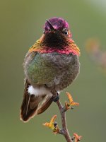 Hummer19.jpg