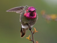 Hummer21.jpg