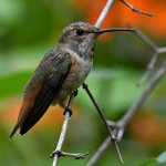 Hummer38.jpg