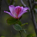 Caesalpinia3.jpg