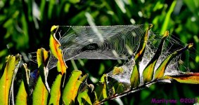 DSC_7571_001.JPG