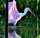 DSC_7574_001.JPG