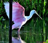 DSC_7575_001.JPG