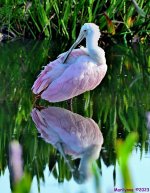 DSC_7594_stitch3_001.JPG