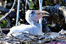 DSC_7617_001.JPG