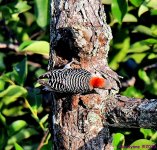DSC_7658_001.JPG