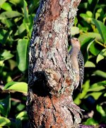 DSC_7660_001.JPG
