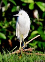 DSC_7665_001.JPG