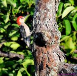 DSC_7670_001.JPG
