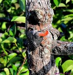 DSC_7697_001.JPG