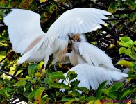 DSC_7766_001.JPG