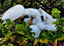DSC_7779_001.JPG